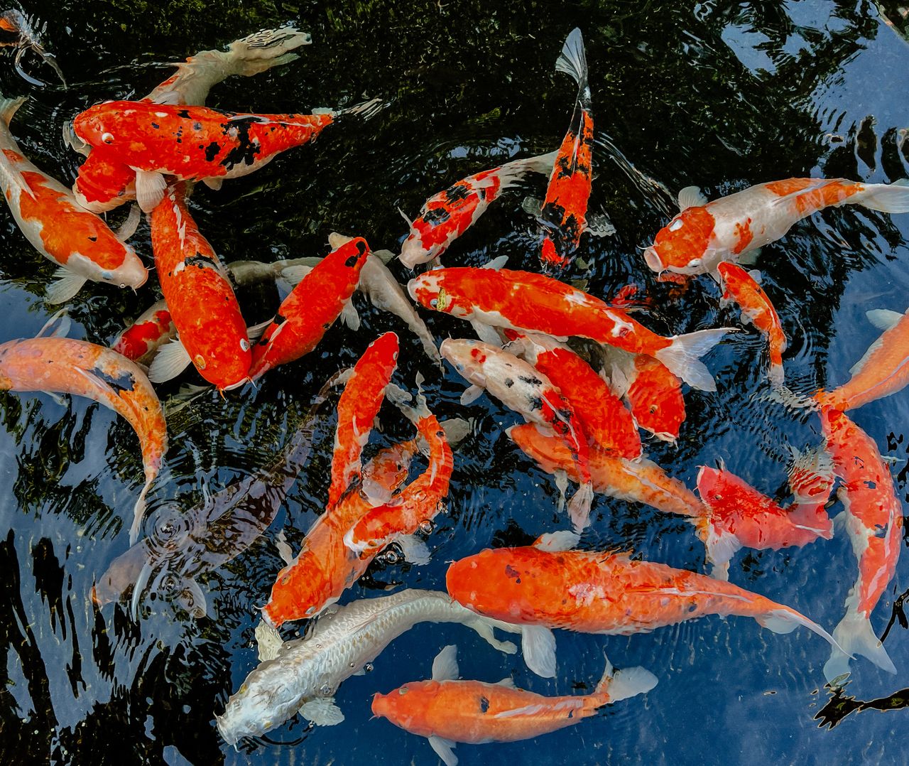 Bright orange and white koi fish swimming in an outdoor pond in Bali, Indonesia.